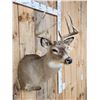 Image 4 : 4x5 Whitetail Shoulder Mount Taxidermy