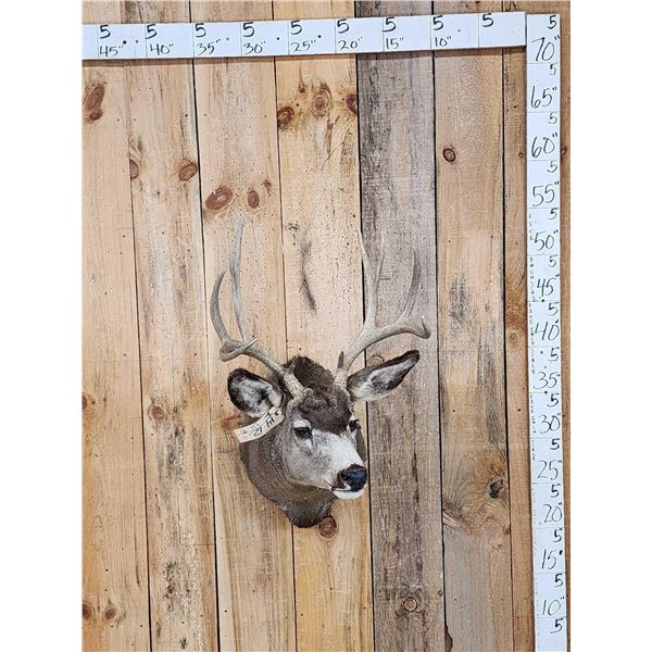 6x5 Mule Deer Shoulder Mount Taxidermy