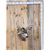Image 1 : 6x5 Mule Deer Shoulder Mount Taxidermy