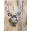 Image 2 : 6x5 Mule Deer Shoulder Mount Taxidermy