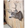 Image 3 : 6x5 Mule Deer Shoulder Mount Taxidermy