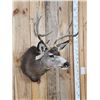 Image 4 : 6x5 Mule Deer Shoulder Mount Taxidermy
