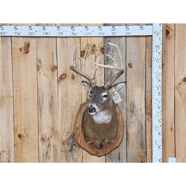 4x5 Whitetail Shoulder Mount Taxidermy
