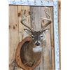 Image 2 : 4x5 Whitetail Shoulder Mount Taxidermy
