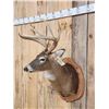 Image 3 : 4x5 Whitetail Shoulder Mount Taxidermy