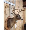 Image 4 : 4x5 Whitetail Shoulder Mount Taxidermy