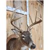 Image 5 : 4x5 Whitetail Shoulder Mount Taxidermy