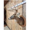 Image 6 : 4x5 Whitetail Shoulder Mount Taxidermy