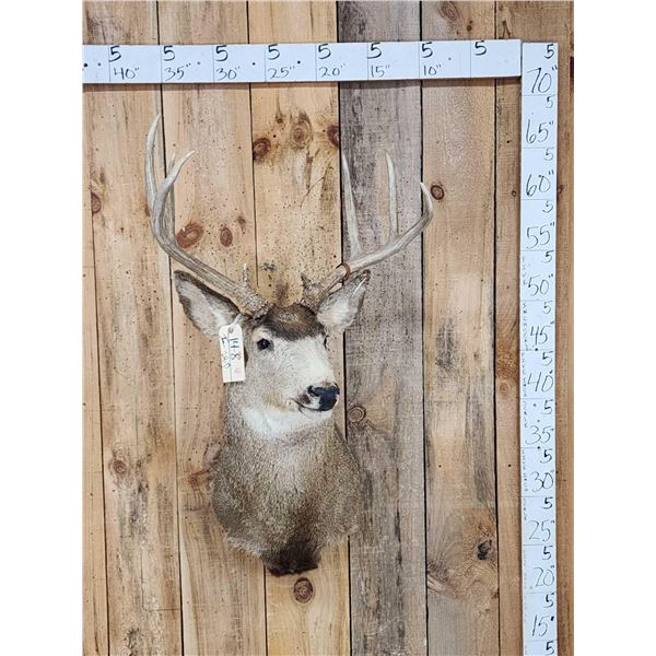 4x4 Mule Deer Shoulder Mount Taxidermy