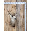 Image 1 : 4x4 Mule Deer Shoulder Mount Taxidermy