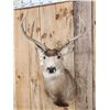 Image 2 : 4x4 Mule Deer Shoulder Mount Taxidermy