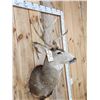 Image 3 : 4x4 Mule Deer Shoulder Mount Taxidermy
