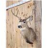 Image 4 : 4x4 Mule Deer Shoulder Mount Taxidermy