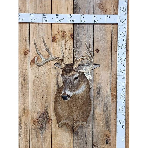 5x5 Whitetail Shoulder Mount Taxidermy