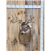 Image 1 : 5x5 Whitetail Shoulder Mount Taxidermy
