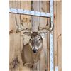 Image 2 : 5x5 Whitetail Shoulder Mount Taxidermy
