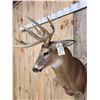 Image 3 : 5x5 Whitetail Shoulder Mount Taxidermy
