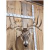Image 4 : 5x5 Whitetail Shoulder Mount Taxidermy
