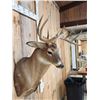 Image 5 : 5x5 Whitetail Shoulder Mount Taxidermy