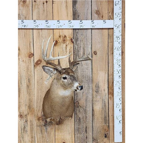 5x5 Whitetail Shoulder Mount Taxidermy