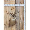 Image 1 : 5x5 Whitetail Shoulder Mount Taxidermy
