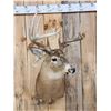 Image 2 : 5x5 Whitetail Shoulder Mount Taxidermy