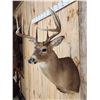 Image 3 : 5x5 Whitetail Shoulder Mount Taxidermy