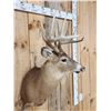 Image 4 : 5x5 Whitetail Shoulder Mount Taxidermy