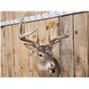 Image 5 : 5x5 Whitetail Shoulder Mount Taxidermy