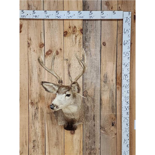 Nontypical Mule Deer Shoulder Mount Taxidermy