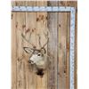 Image 1 : Nontypical Mule Deer Shoulder Mount Taxidermy