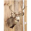 Image 2 : Nontypical Mule Deer Shoulder Mount Taxidermy