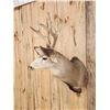 Image 4 : Nontypical Mule Deer Shoulder Mount Taxidermy