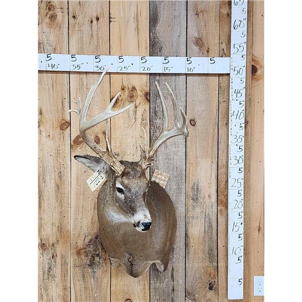 163 3/8" Gross Whitetail Shoulder Mount Taxidermy