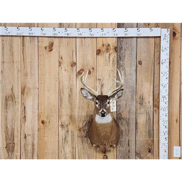 4x4 Whitetail Shoulder Mount Taxidermy
