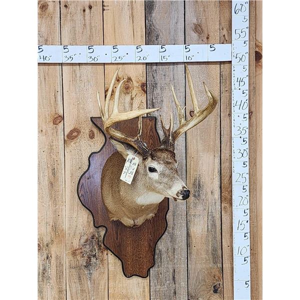 162 3/8" Whitetail Shoulder Mount Taxidermy