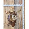 Image 1 : 162 3/8" Whitetail Shoulder Mount Taxidermy