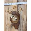 Image 2 : 162 3/8" Whitetail Shoulder Mount Taxidermy
