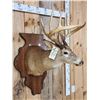 Image 3 : 162 3/8" Whitetail Shoulder Mount Taxidermy