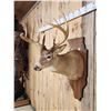 Image 4 : 162 3/8" Whitetail Shoulder Mount Taxidermy