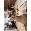 Image 5 : 162 3/8" Whitetail Shoulder Mount Taxidermy