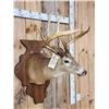 Image 6 : 162 3/8" Whitetail Shoulder Mount Taxidermy