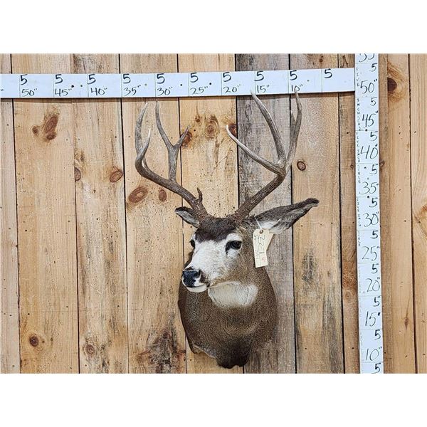 5x5 Mule Deer Shoulder Mount Taxidermy