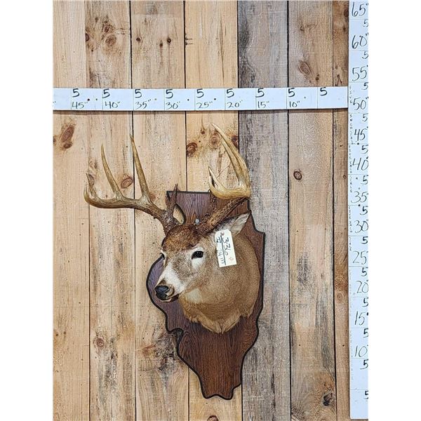 5x5 Whitetail Shoulder Mount Taxidermy