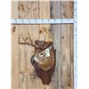 Image 1 : 5x5 Whitetail Shoulder Mount Taxidermy