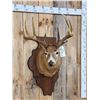 Image 2 : 5x5 Whitetail Shoulder Mount Taxidermy