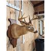 Image 3 : 5x5 Whitetail Shoulder Mount Taxidermy