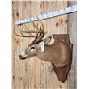 Image 4 : 5x5 Whitetail Shoulder Mount Taxidermy