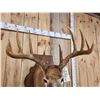Image 5 : 5x5 Whitetail Shoulder Mount Taxidermy