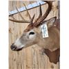 Image 6 : 5x5 Whitetail Shoulder Mount Taxidermy